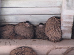 SX27711 Young swifts in nest.jpg